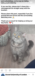 Lost Male Cat last seen Near Baccara grove, Bletchley, England MK2 3AS