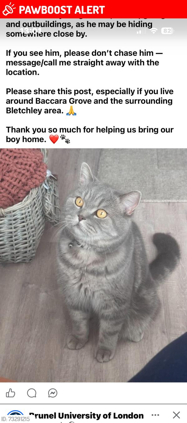 Lost Male Cat last seen Near Baccara grove, Bletchley, England MK2 3AS