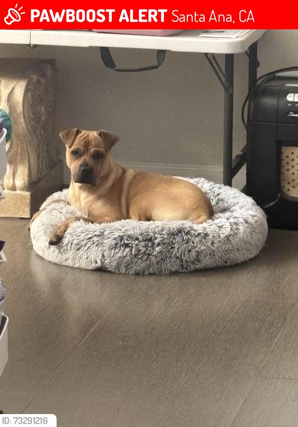 Lost Female Dog last seen Bristol, Santa Ana, CA 92703