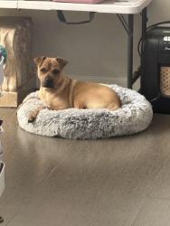 Lost Female Dog last seen Bristol, Santa Ana, CA 92703