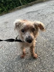 Found/Stray Unknown Dog last seen At blue heron and broadway intersection, Riviera Beach, FL 33404