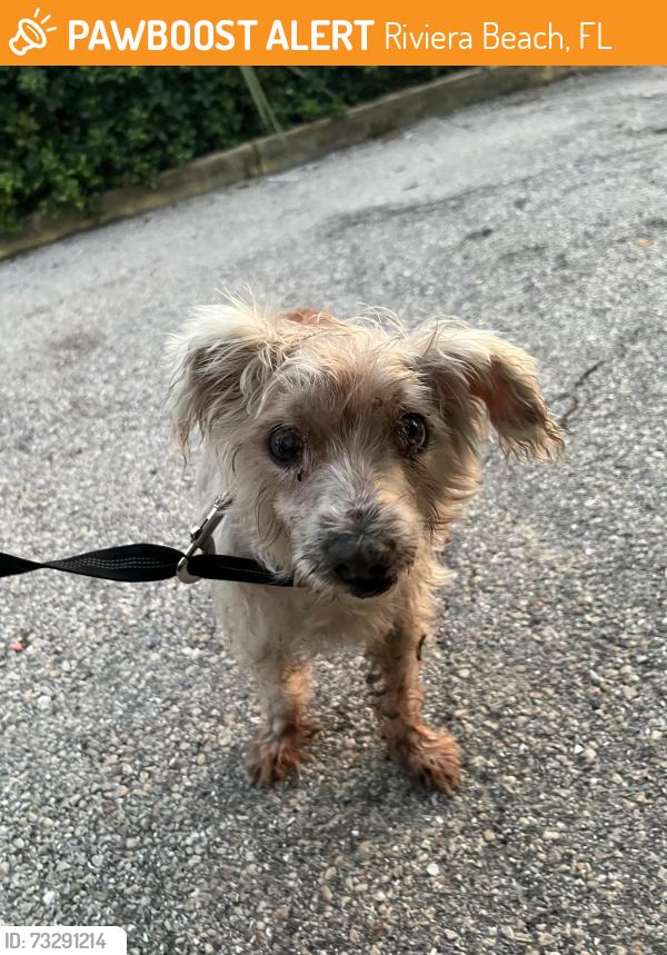 Found/Stray Unknown Dog last seen At blue heron and broadway intersection, Riviera Beach, FL 33404