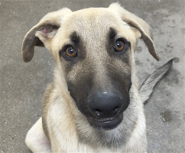 Shelter Stray Male Dog last seen , 4000 N Silverbell Rd, Tucson, AZ 85745, USA