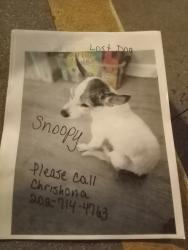 Lost Male Dog last seen 18th Street and Anacostia library, Washington, DC 20020