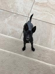Found/Stray Female Dog last seen Orchard hills - the grove community, Irvine, CA 92602