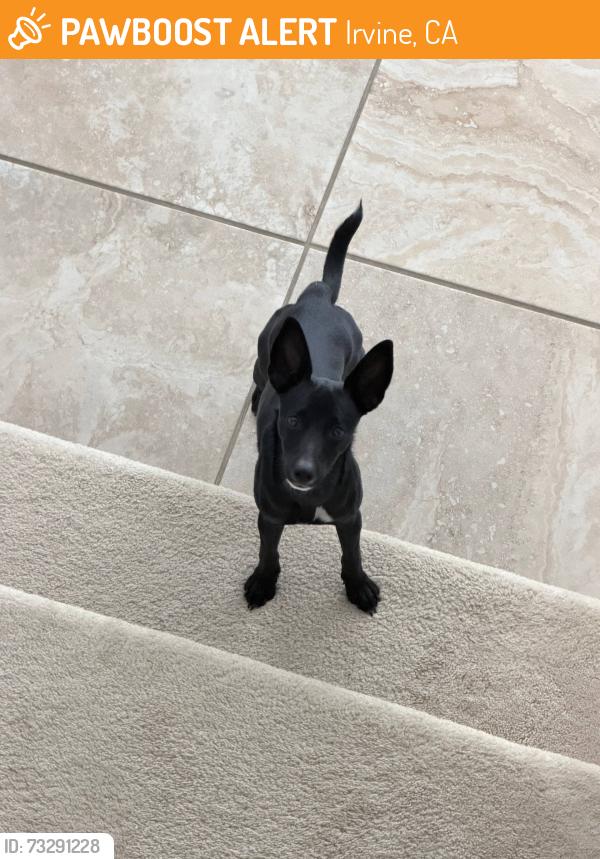 Found/Stray Female Dog last seen Orchard hills - the grove community, Irvine, CA 92602