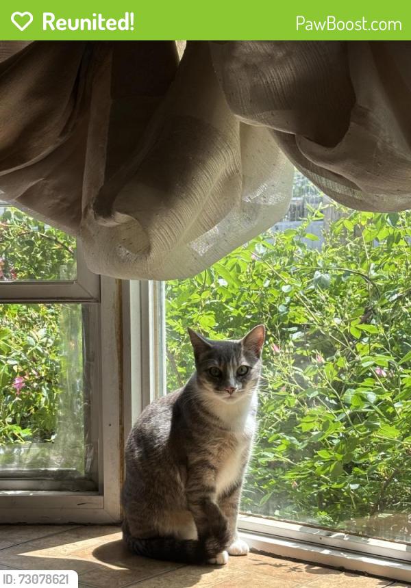 Reunited Female Cat last seen Near 9th avenue college point ny, 11356, Queens, NY 11356