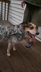Reunited Female Dog last seen Citgo at corner of Wilkesboro and 64, Lenoir, NC 28645