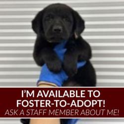 Shelter Stray Female Dog last seen Cr 324 / HWY 6, Grimes County, TX, 5359 Leonard Rd, Bryan, TX 77807, USA