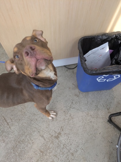 Shelter Stray Male Dog last seen Beach St, North District, TX, 355 Hillshire Dr, Haslet, TX 76052, USA