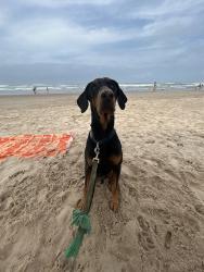 Reunited Male Dog last seen DRURY PLAZA HOTEL SAN ANTONIO RIVER WALK 105 S St Mary's St, San Antonio, TX 78205