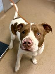 Shelter Stray Male Dog last seen , 30341, GA, 3280 Chamblee Dunwoody Rd, Chamblee, GA 30341, USA