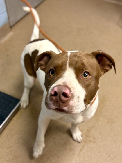 Shelter Stray Male Dog last seen , 30341, GA, 3280 Chamblee Dunwoody Rd, Chamblee, GA 30341, USA