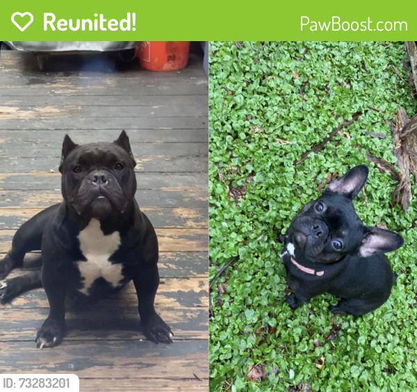 Reunited Female Dog last seen By brookside gardens, Silver Spring, MD 20902