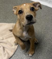 Shelter Stray Female Dog last seen Apt 108,625 W Citracado, Escondido, CA, 92025, Escondido, CA 92027, USA