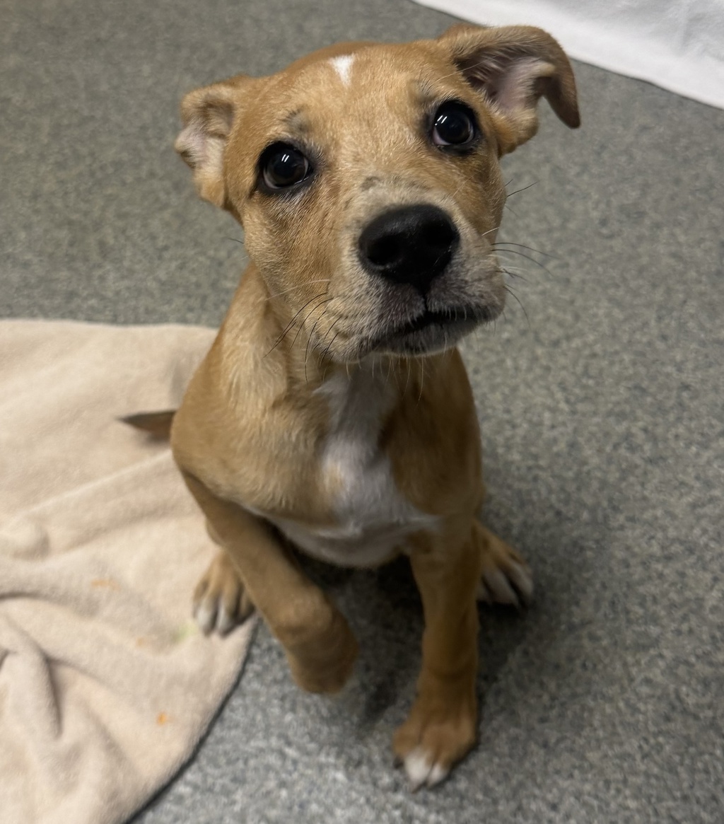 Shelter Stray Female Dog last seen Apt 108,625 W Citracado, Escondido, CA, 92025, Escondido, CA 92027, USA