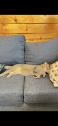 Lost Male Cat last seen Northglen st, Granite Bay, Granite Bay, CA 95746