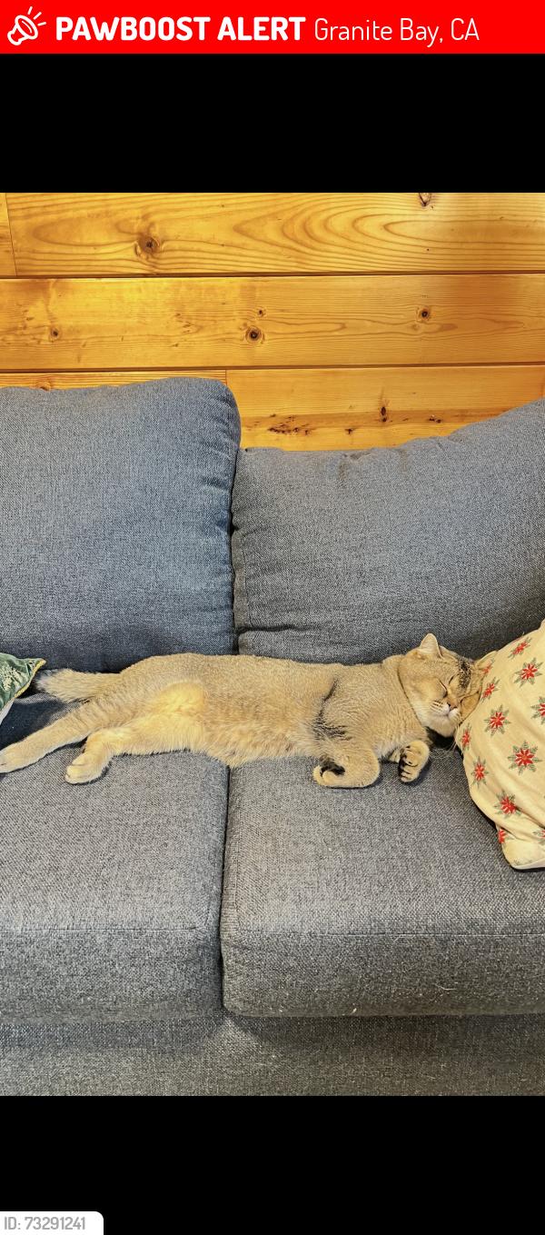Lost Male Cat last seen Northglen st, Granite Bay, Granite Bay, CA 95746