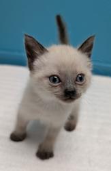 Shelter Stray Female Cat last seen Near Panay Street, Cypress, CA, 90630, Escondido, CA 92027, USA