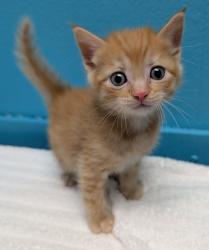 Shelter Stray Male Cat last seen Near Panay Street, Cypress, CA, 90630, Escondido, CA 92027, USA