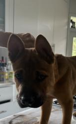Found/Stray Male Dog last seen Westview and friarceeek, Houston, TX 77055
