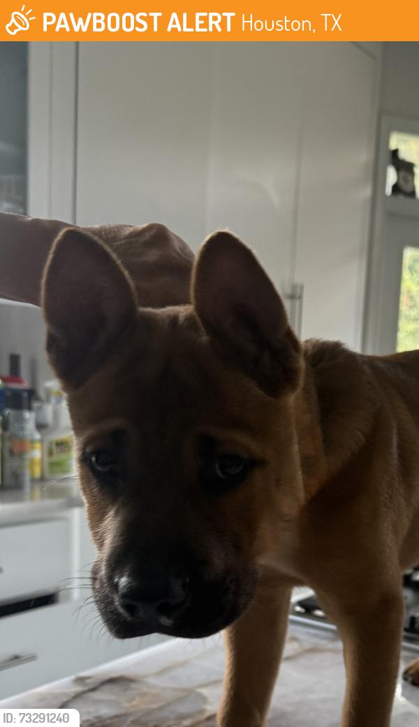 Found/Stray Male Dog last seen Westview and friarceeek, Houston, TX 77055