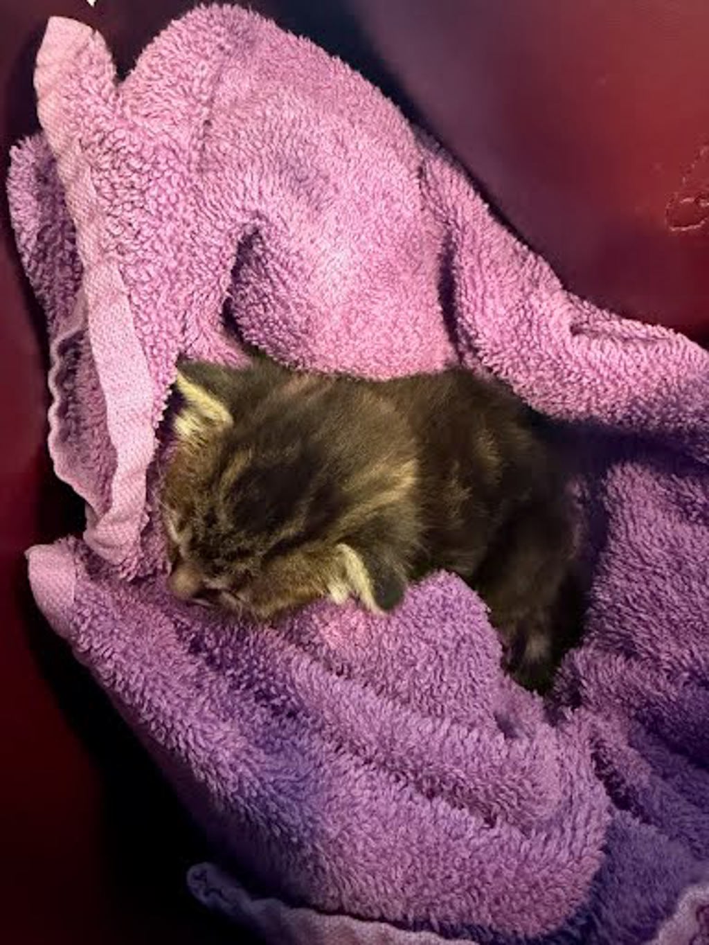 Shelter Stray Unknown Cat last seen Near Springdale Road, AUSTIN, TX, 78721, 7201 Levander Loop bldg a, Austin, TX 78702, USA