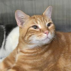 Shelter Stray Male Cat last seen AUSTIN, TX, 78717, 7201 Levander Loop bldg a, Austin, TX 78702, USA