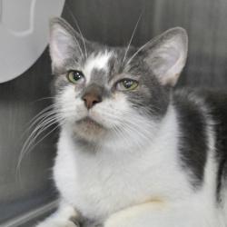 Shelter Stray Male Cat last seen AUSTIN, TX, 78717, 7201 Levander Loop bldg a, Austin, TX 78702, USA