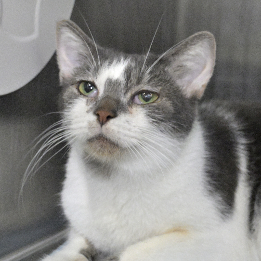 Shelter Stray Male Cat last seen AUSTIN, TX, 78717, 7201 Levander Loop bldg a, Austin, TX 78702, USA