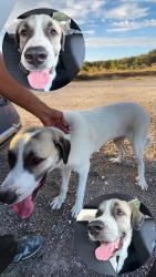 Found/Stray Male Dog last seen Middle of the road, San Antonio, TX 78253