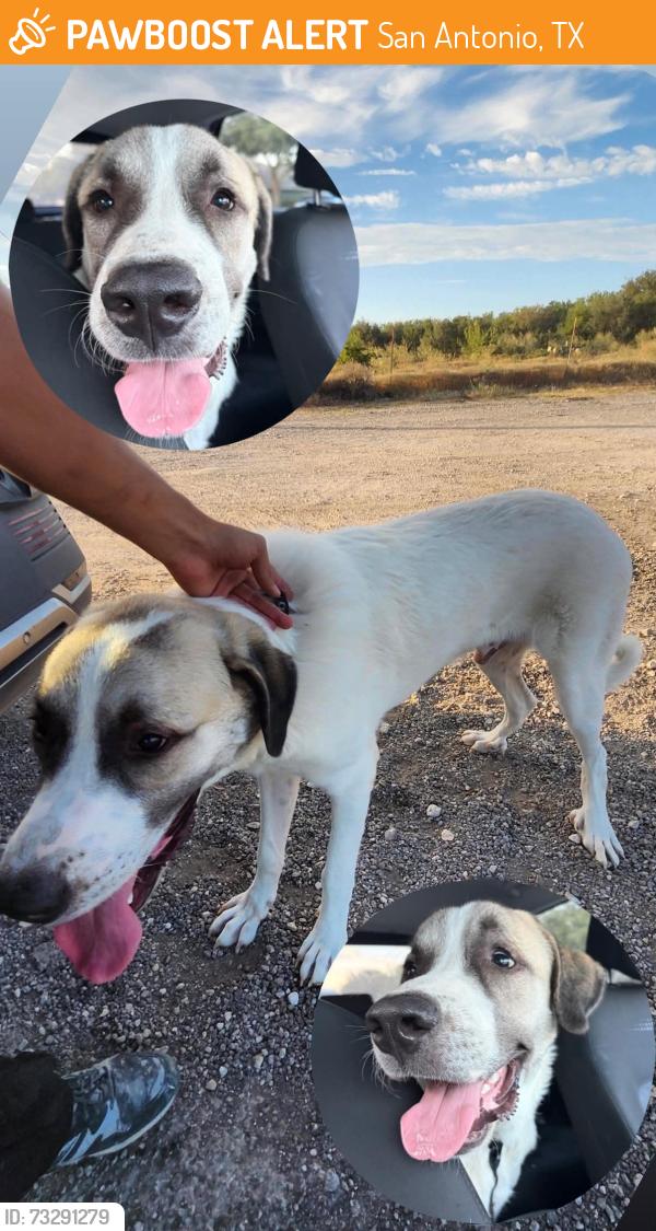 Found/Stray Male Dog last seen Middle of the road, San Antonio, TX 78253