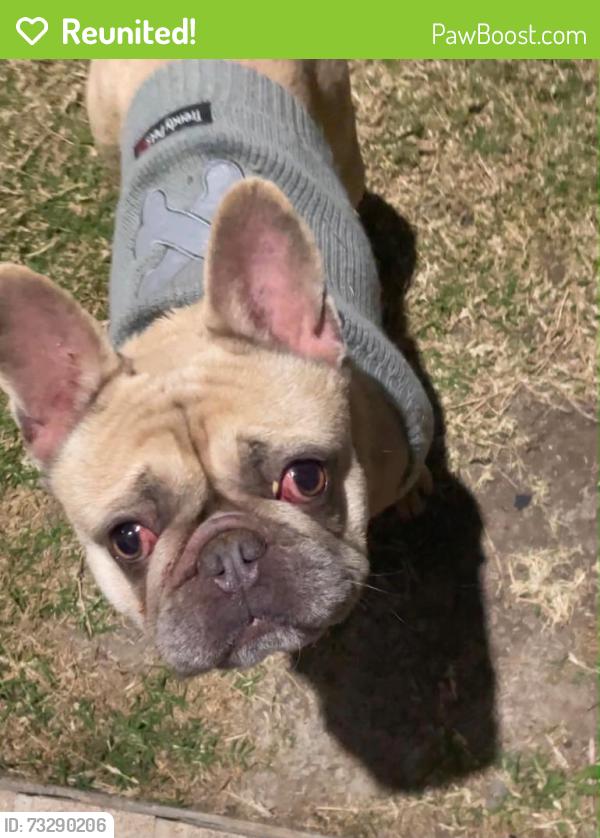 Reunited Female Dog last seen nil, Yarrabilba, QLD 4207