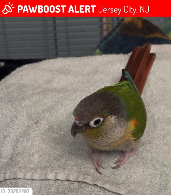 Lost Male Bird last seen Wallis Avenue & Dales Ave, Jersey City, NJ 07306