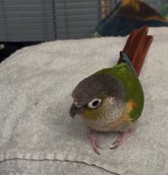 Lost Male Bird last seen Wallis Avenue & Dales Ave, Jersey City, NJ 07306