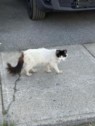 Reunited Female Cat last seen Ave Émile-Journault, Montréal, QC H2M 1S1