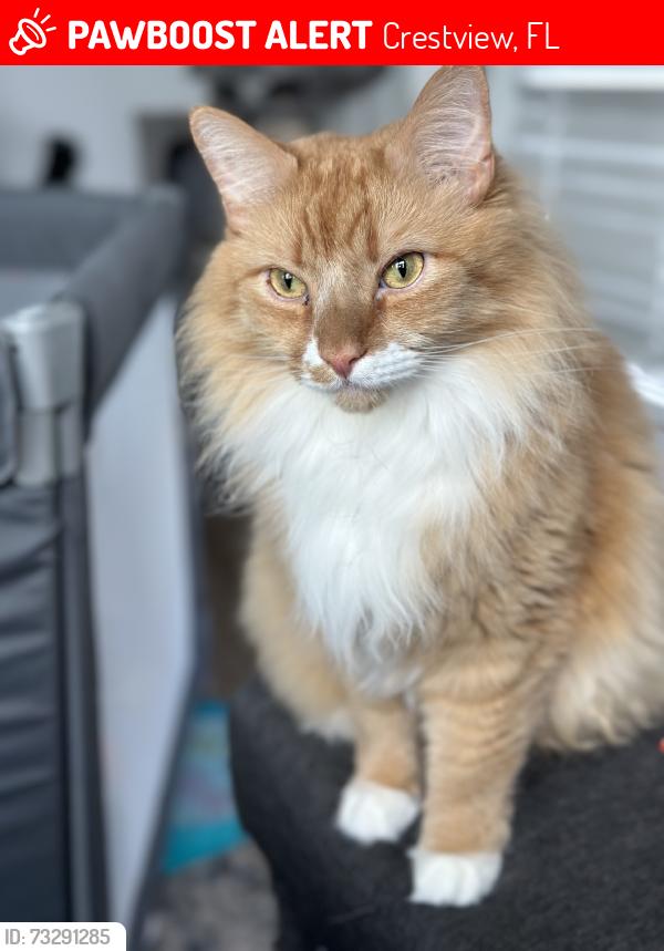 Lost Male Cat last seen Redstone commons neighborhood, Crestview, FL 32539