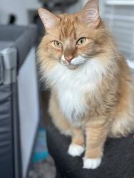 Lost Male Cat last seen Redstone commons neighborhood, Crestview, FL 32539