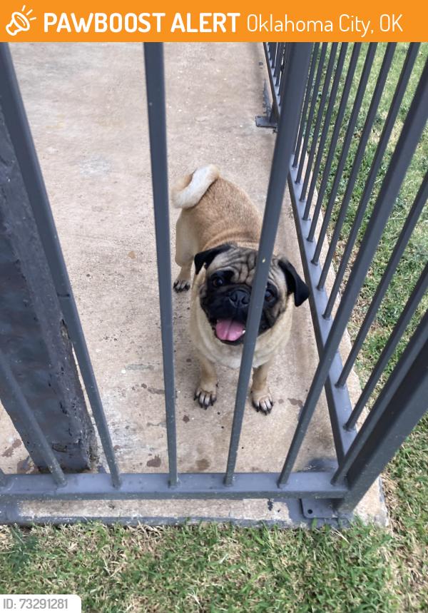 Found/Stray Male Dog last seen Sw 44th/ Western Ave, Oklahoma City, OK 73179