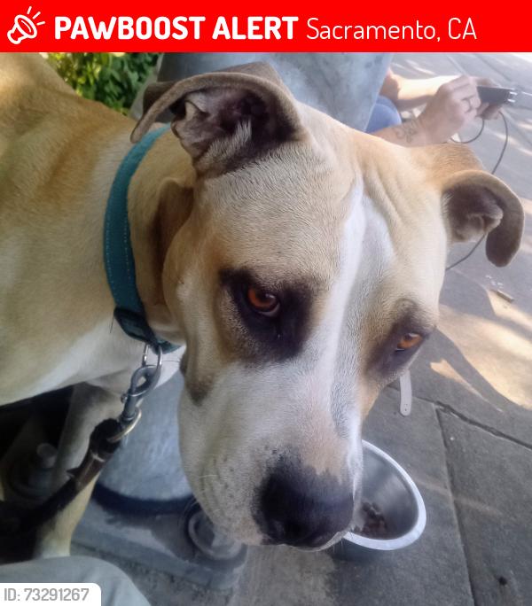 Lost Female Dog last seen Near power inn road Sacramento CA, Sacramento, CA 95826