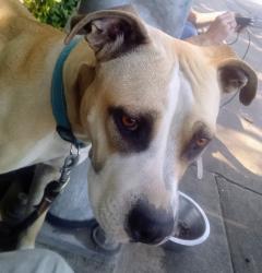 Lost Female Dog last seen Near power inn road Sacramento CA, Sacramento, CA 95826