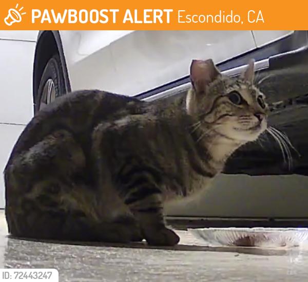 Found/Stray Unknown Cat last seen Montclair/Bernardo Santa Fe Housing off Via Rncho Pkwy & Del Lago Bl, Escondido, CA 92029