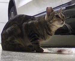 Found/Stray Unknown Cat last seen Montclair/Bernardo Santa Fe Housing off Via Rncho Pkwy & Del Lago Bl, Escondido, CA 92029