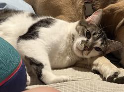 Lost Male Cat last seen Clagstone and spirit lake cutoff, Spirit Lake, ID 83869