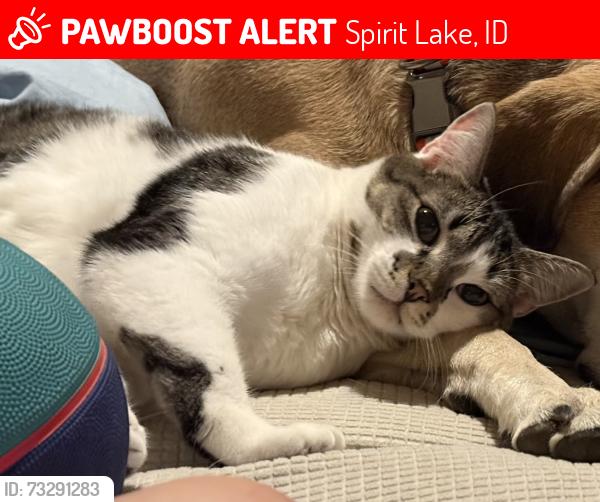 Lost Male Cat last seen Clagstone and spirit lake cutoff, Spirit Lake, ID 83869