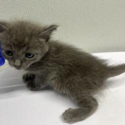 Shelter Stray Female Cat last seen , 3607 N Armenia Ave, Tampa, FL 33607, USA