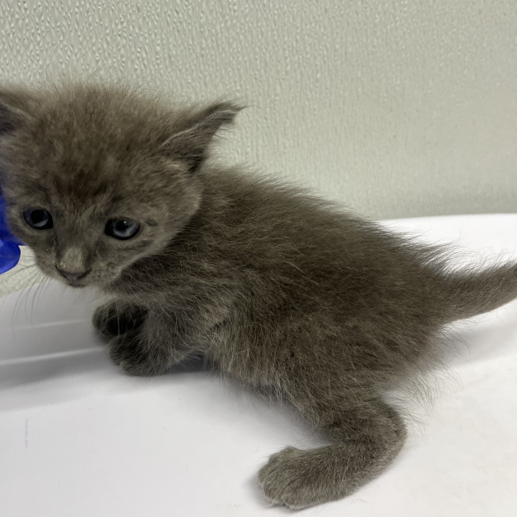 Shelter Stray Female Cat last seen , 3607 N Armenia Ave, Tampa, FL 33607, USA