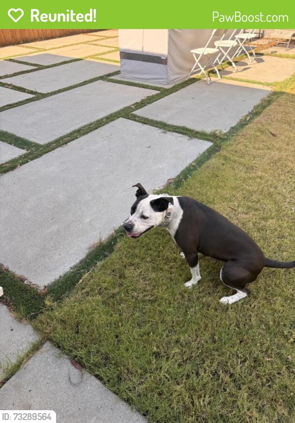 Reunited Female Dog last seen Oceanside boulevard and College boulevard, Oceanside, CA 92056