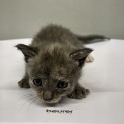 Shelter Stray Female Cat last seen , 3607 N Armenia Ave, Tampa, FL 33607, USA