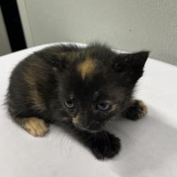 Shelter Stray Female Cat last seen , 3607 N Armenia Ave, Tampa, FL 33607, USA